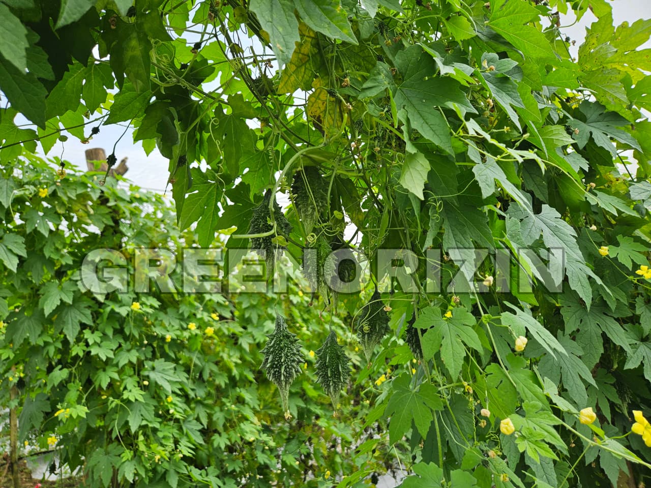 Revolutionizing Indian Agriculture with Technology