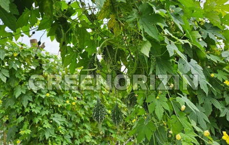 Revolutionizing Indian Agriculture with Technology