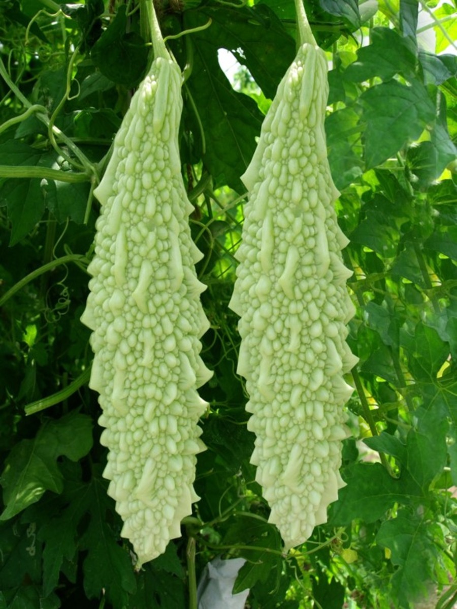 GO - Shivaram - Bittergourd