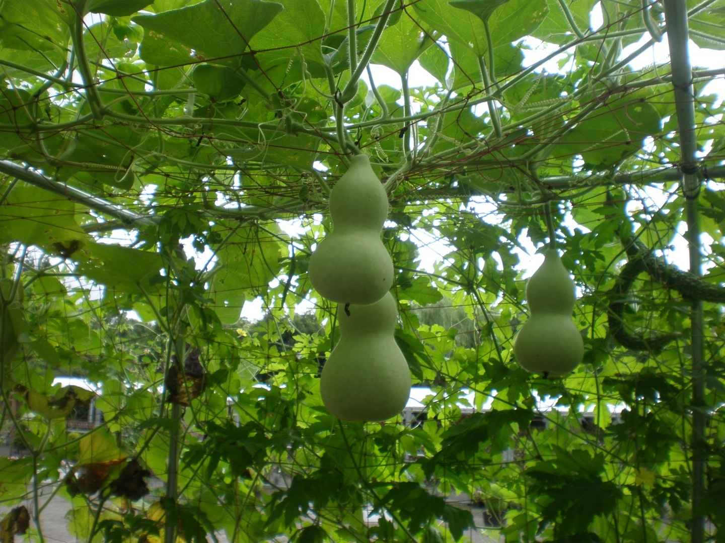 GO - Mahesh - Bottalgourd