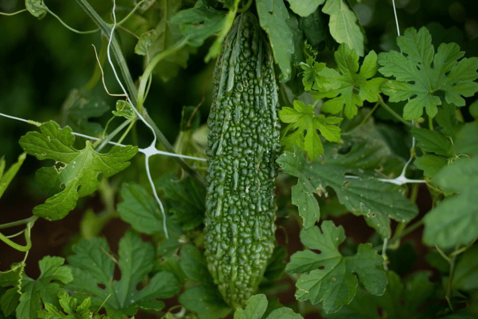 GO-Adhya - Bittergourd