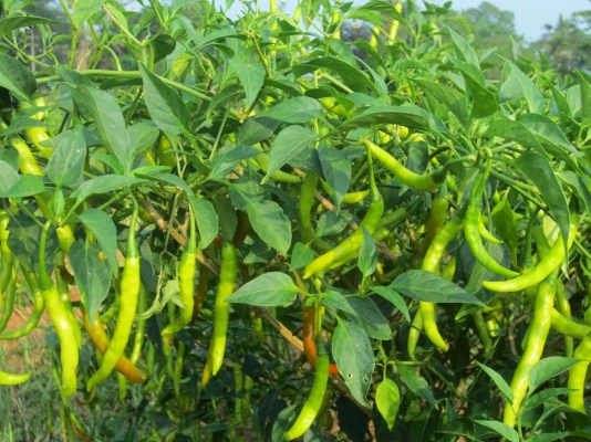 Green Chilli