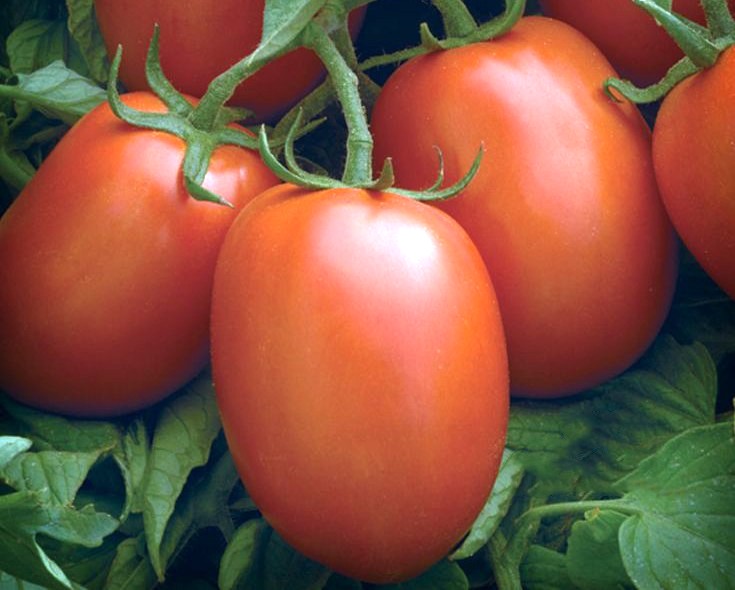 Tomato