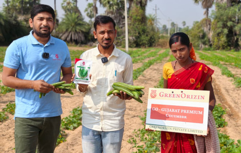 Field Visit of GO - Gujarat Premium Cucumber