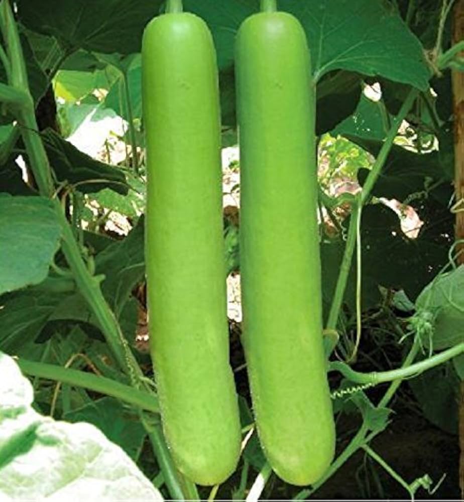 Bottle Gourd