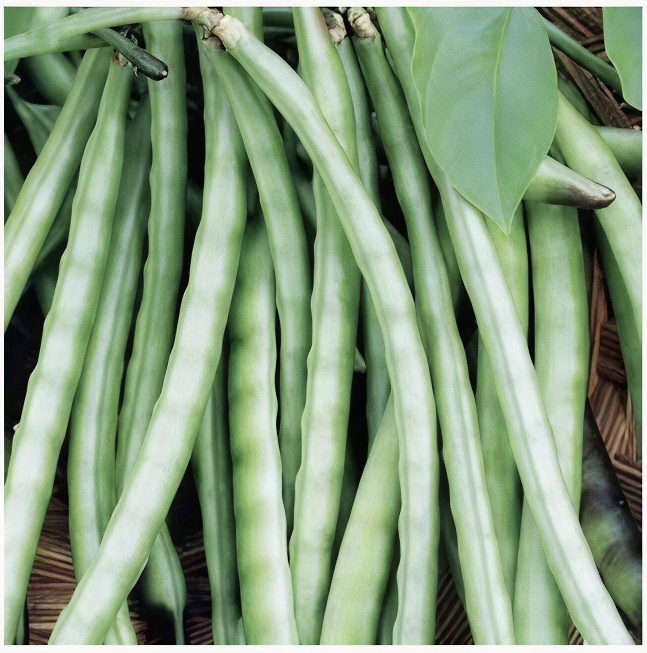 Cowpea